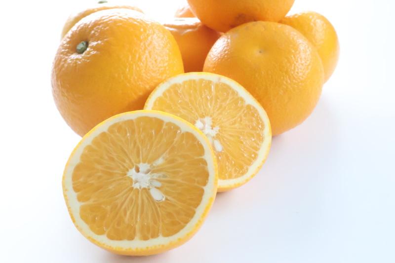 【訳あり・ご家庭用】はっさく（八朔）約10kg 和歌山産