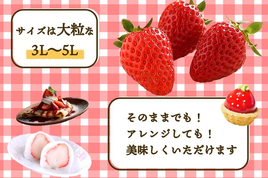 いちご（まりひめ）3パック【和歌山生まれのイチゴ】