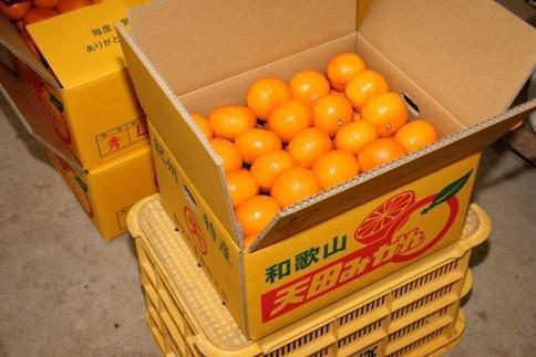 先行予約【2025年11月下旬より発送】濃厚温州みかん贈答用7.5kg（和歌山天田みかん）みかんの産地和歌山　北村農園直送