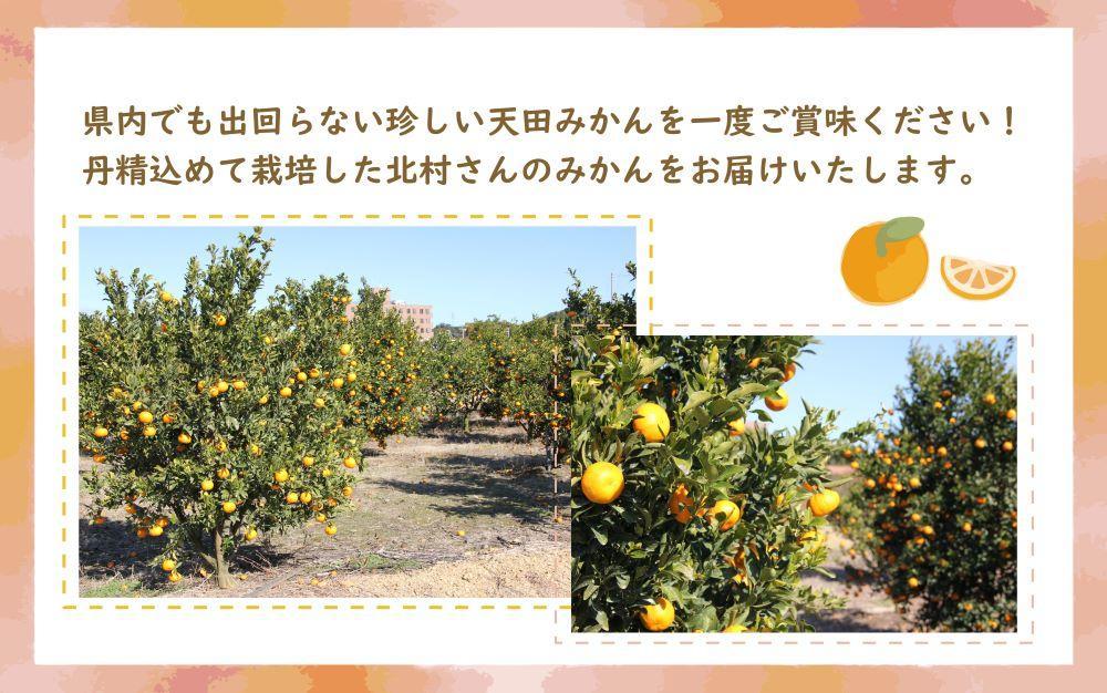 先行予約【2025年11月下旬より発送】濃厚温州みかんご家庭用7.5kg（和歌山天田みかん）みかんの産地和歌山　北村農園直送