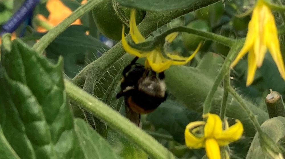 【2026年2月発送】フルーツトマト「fruino ふるーの」1箱（4パック）