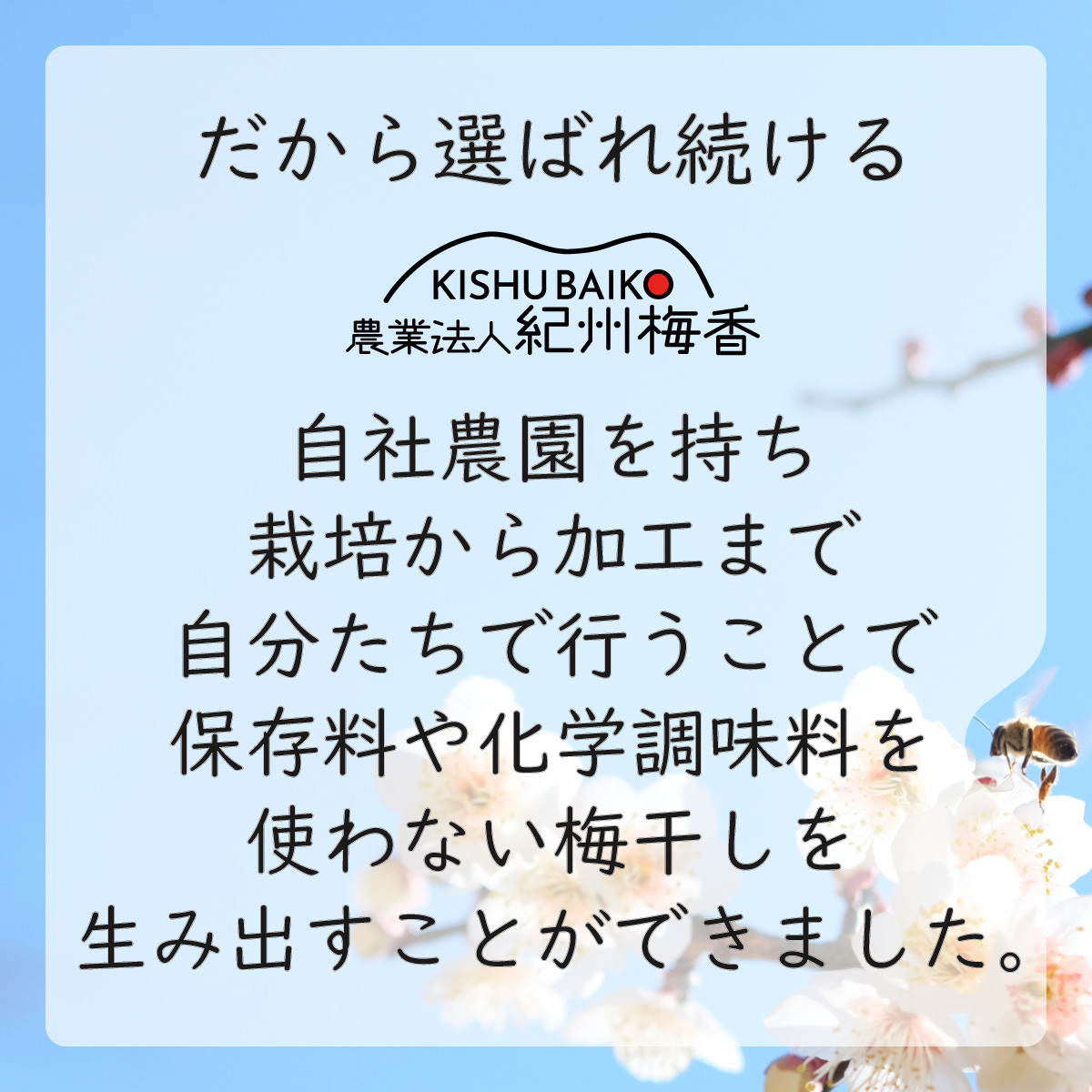 無添加 塩だけ 昔ながらの梅干し 南高梅 紀州梅香 完熟 白干し梅 訳あり つぶれ梅1kg （500gパック×2個） 塩分20% 20-G ［KU14］