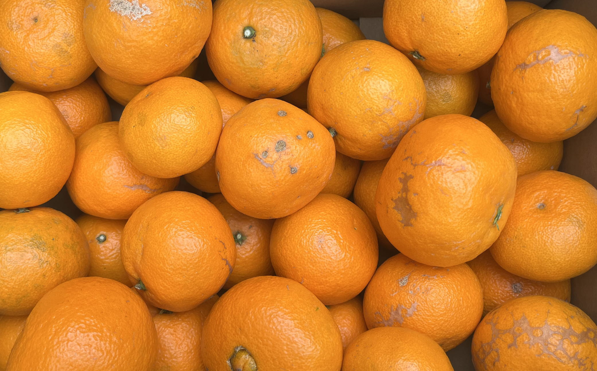 【2026年4月より順次発送】 和歌山有田産カラマンダリン約5kg サイズ混合 ご家庭用 【春みかん】先行予約  ［TM208w］