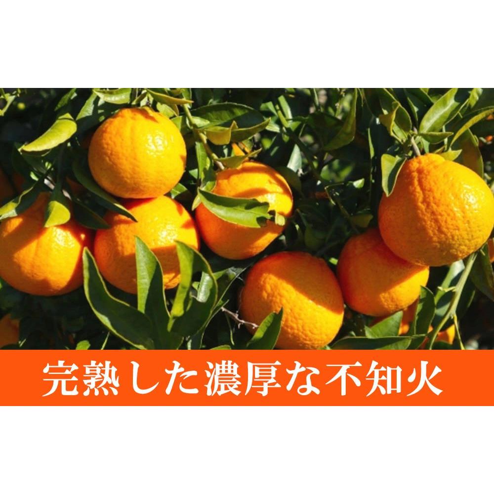 紀州有田産不知火(しらぬひ) 約５kg［2026年2月中旬以降発送］［先行予約］［UT40］