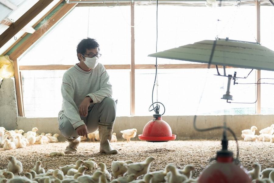 紀の国みかんどり　鶏水炊きセット