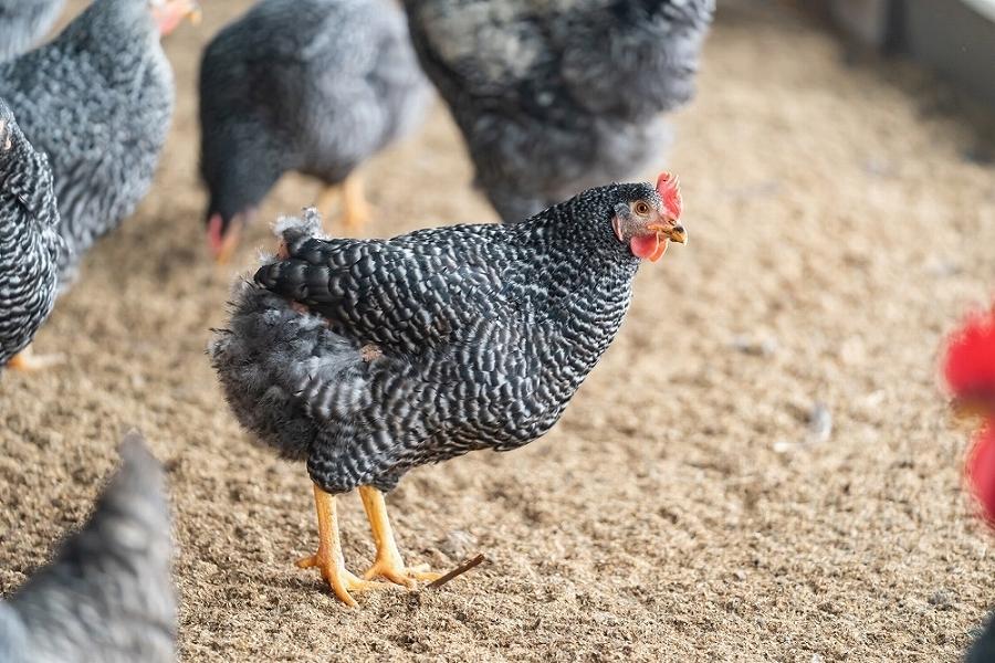 紀の国みかん極みたまごTKGセット