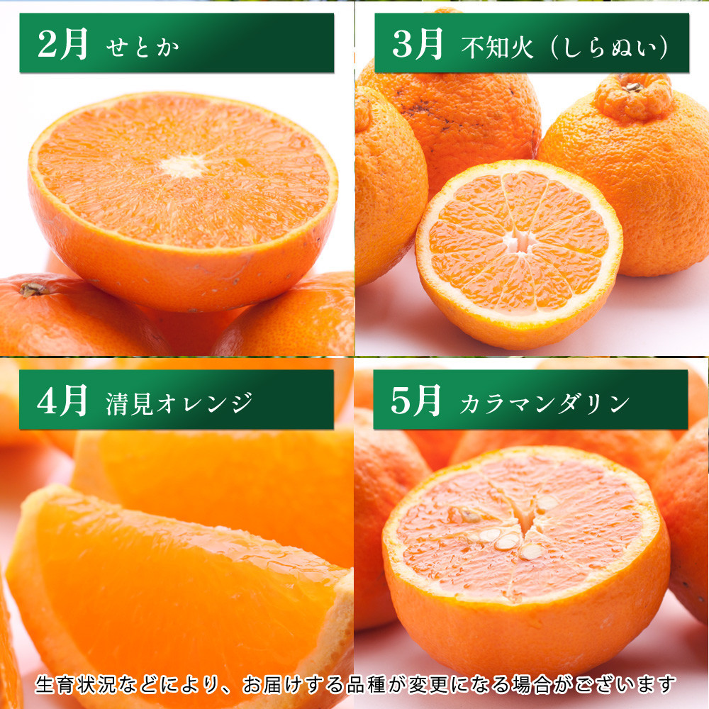 厳選 柑橘定期便M（毎月）全12回 ［IKE292］