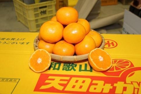 先行予約【2025年11月下旬より発送】濃厚温州みかん贈答用7.5kg（和歌山天田みかん）みかんの産地和歌山　北村農園直送