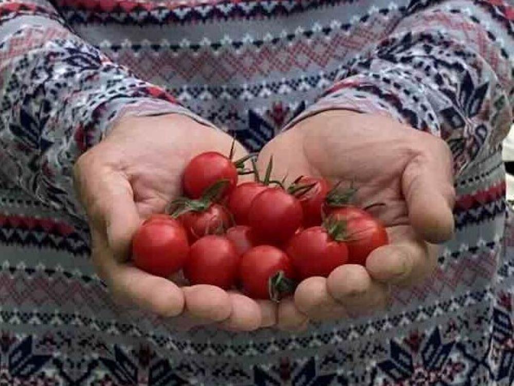 【2026年5月発送】フルーツトマト「fruino ふるーの」1箱（4パック）