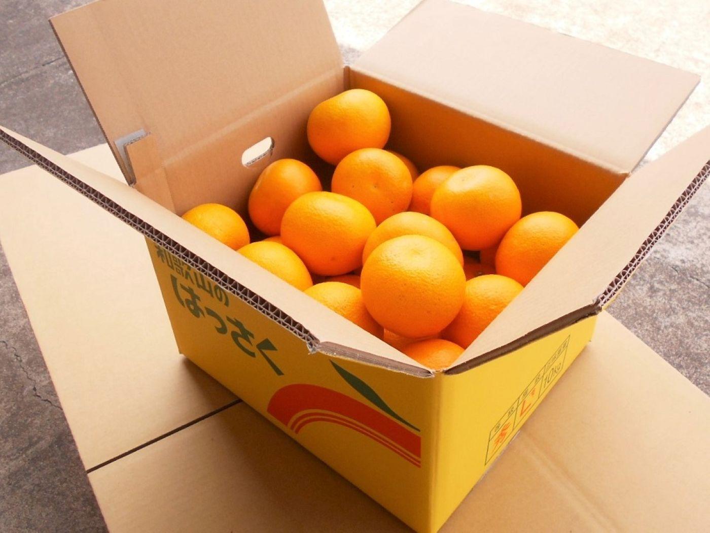 和歌山由良町産さつきはっさく 約10kg 秀品 サイズおまかせ (Ｌまたは２Ｌ) いずれかお届け ［SL41］