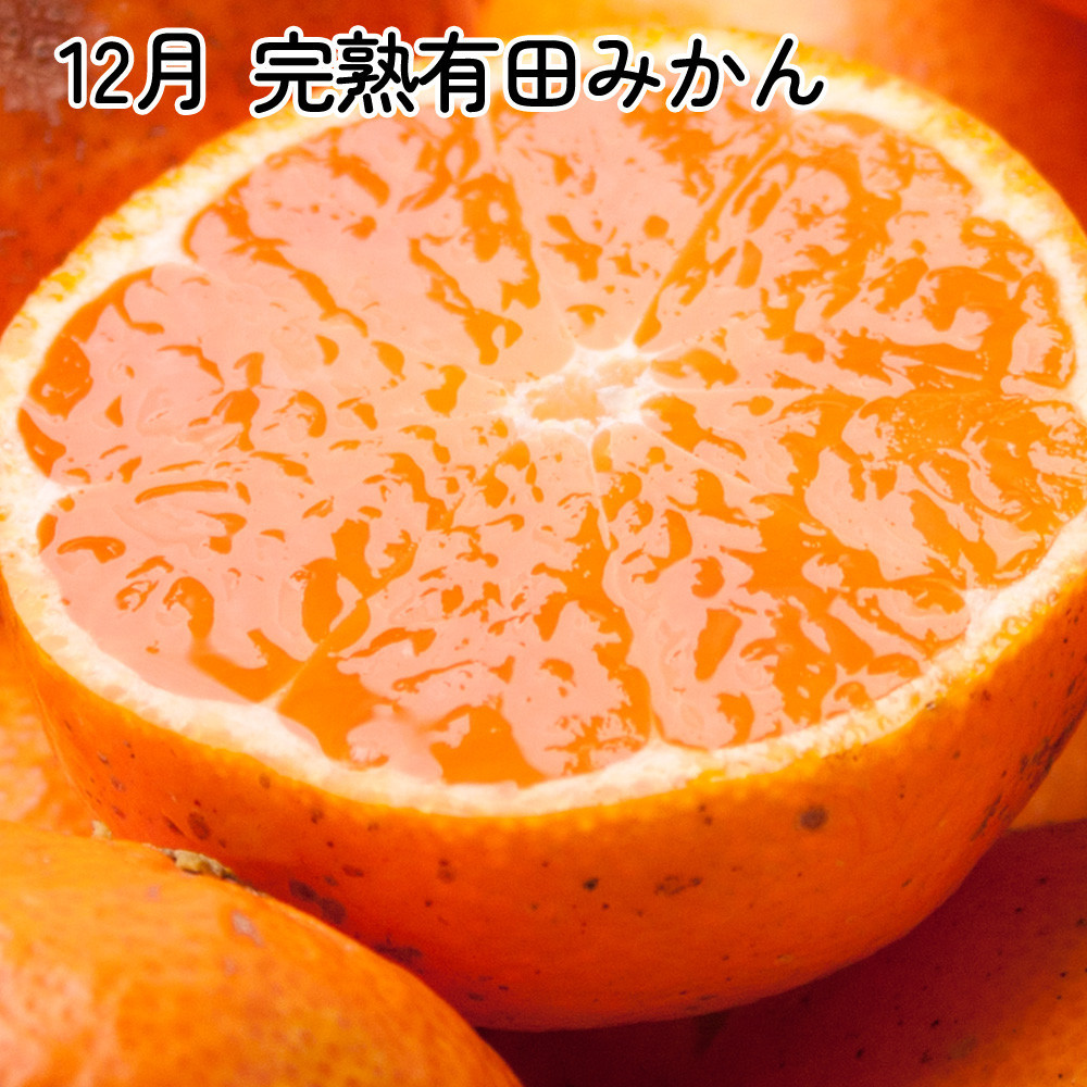 家庭用 柑橘定期便SS（10～12月）全3回【みかん定期便お試し版】 ［IKE299］