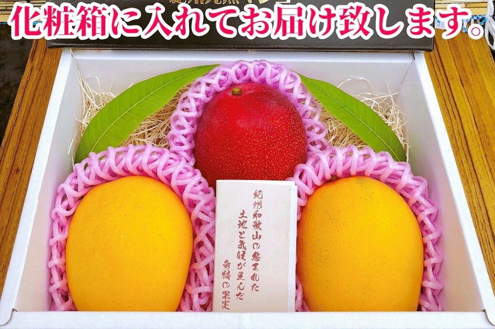 ◆先行予約◆和歌山県産　紀州完熟マンゴー『吉玉』約1kg程度／2～3玉入り【2025年7月中旬から8月下旬頃順次発送予定】【MG20】