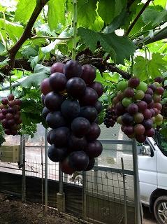 ◆先行予約◆和歌山県産 ピオーネ 4房入り〈秀品〉［2025年8月下旬以降出荷］［MG25］