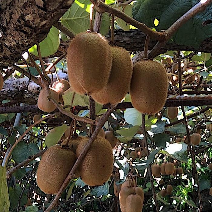 和歌山産 キウイフルーツ 約1.2kg 秀品 ［US62］