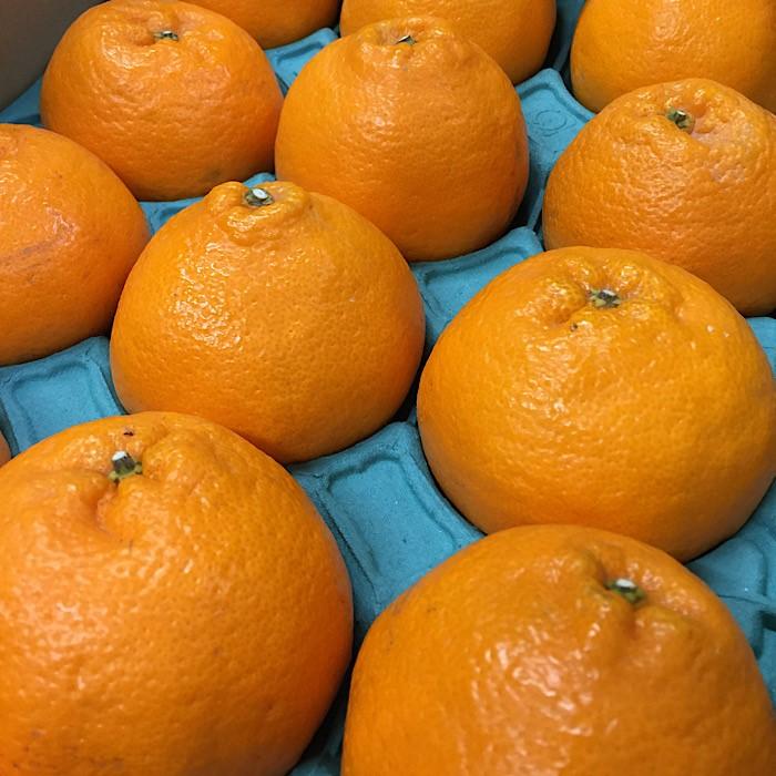 和歌山産 不知火［12玉～24玉］秀品［US63］