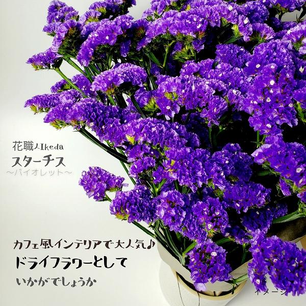 生花《スターチス》 花職人Ikeda（バイオレット）