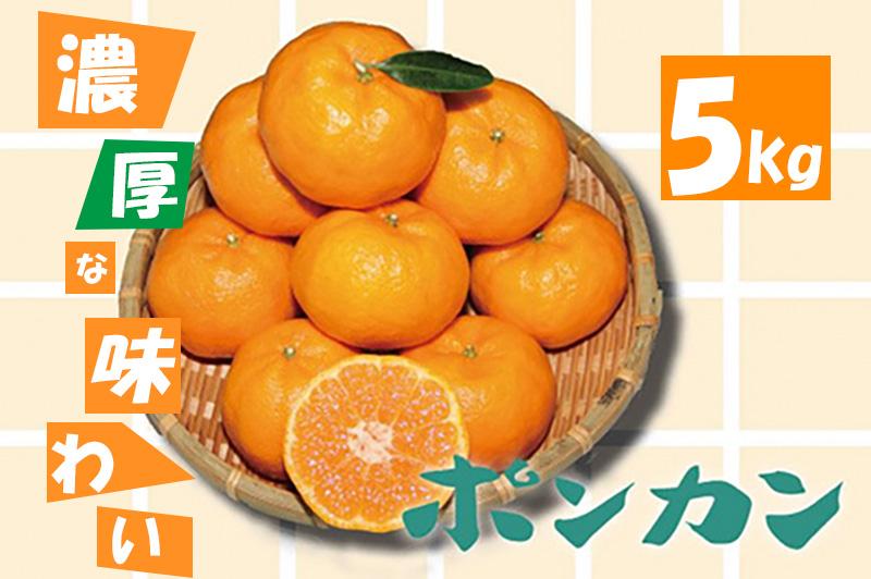 濃厚な甘さ！ポンカン5kg　2026年1月下旬以降順次発送　農園直送　