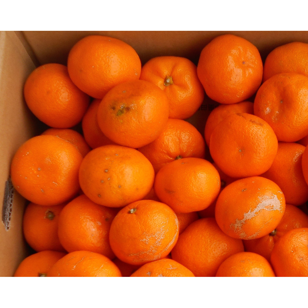 紀州有田みかん 約5kg 訳あり 家庭用キズあり サイズ混合［SL53］