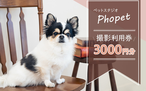 ペットスタジオPhopet 撮影利用券3000円分相当