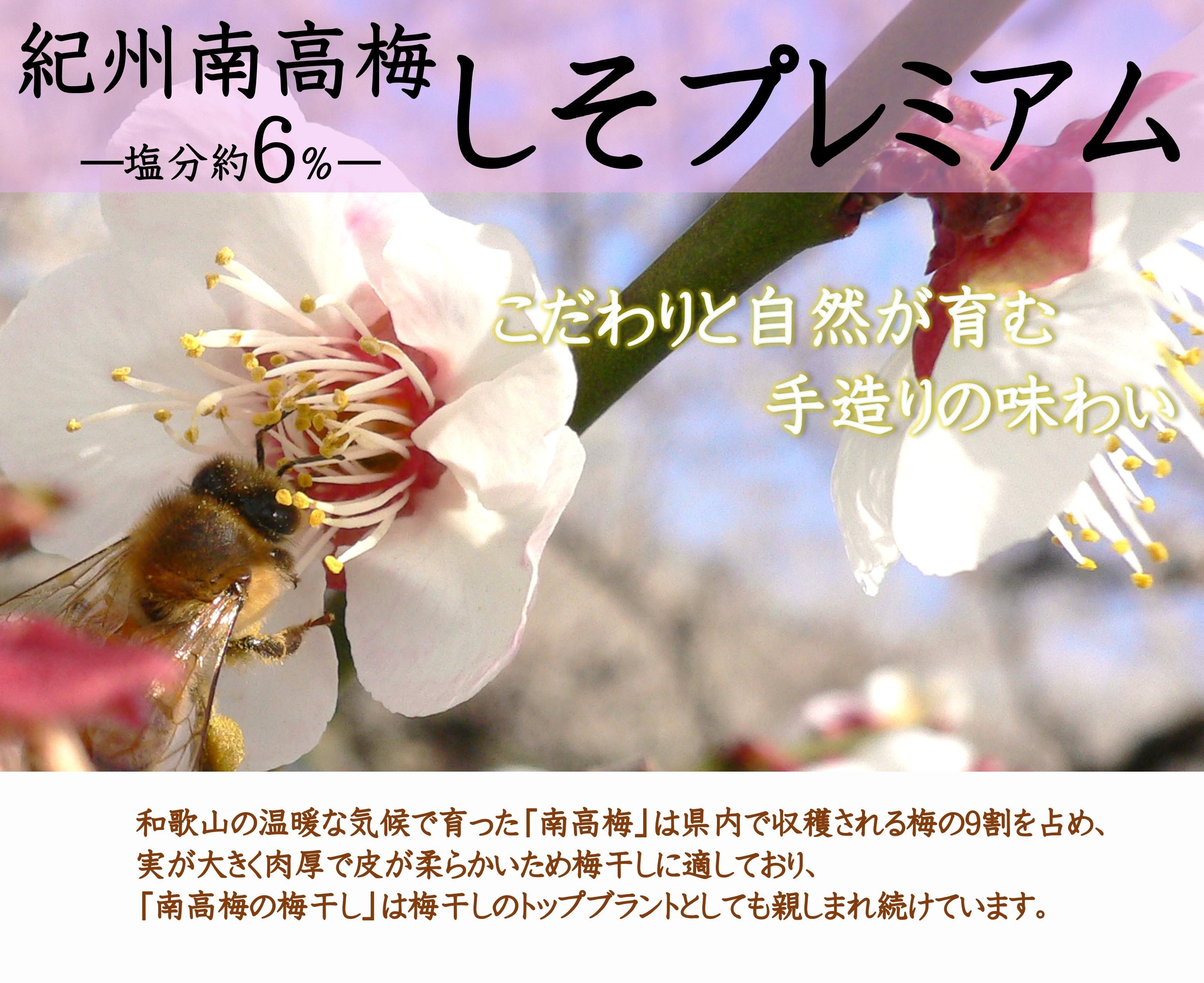 紀州南高梅 しそプレミアム塩分約6％ 500g ［YM13m］ yamada004A