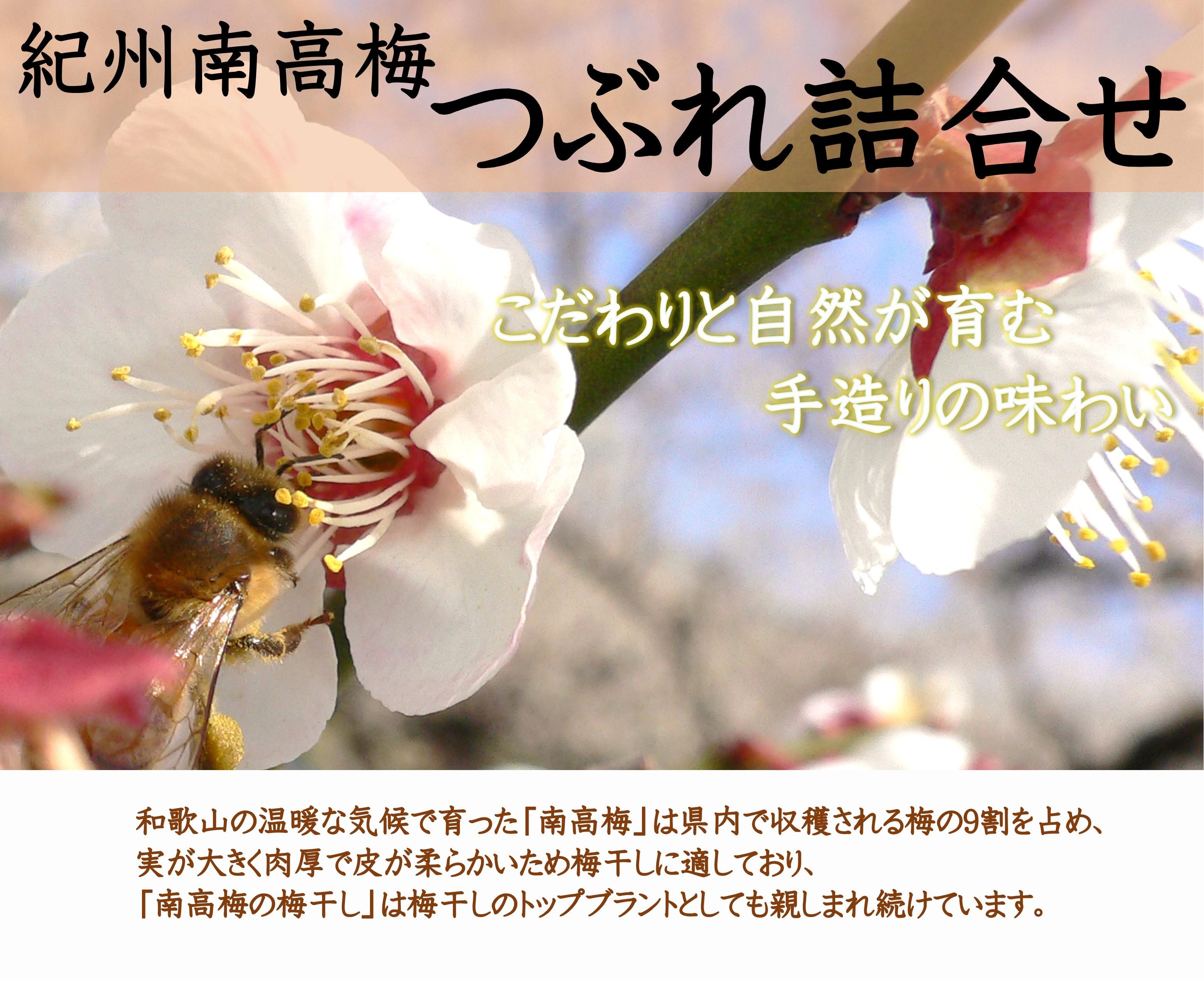 ご家庭用 大容量 紀州南高梅 つぶれ梅 うす塩としそ漬の詰合せ ［YM17m］ yamada007A