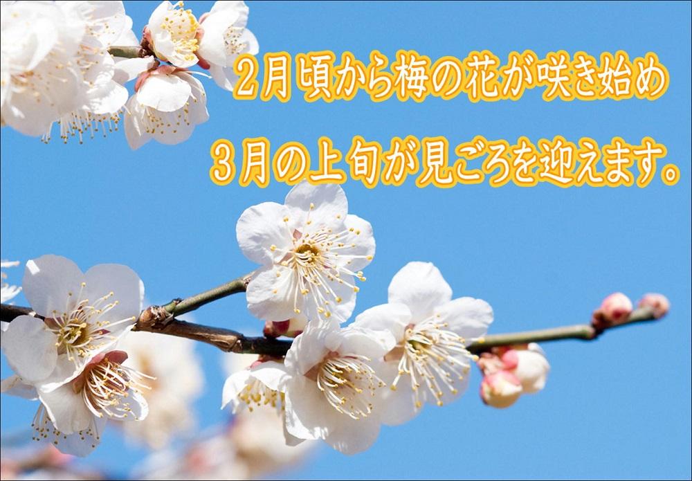 紀州南高梅　昆布梅　yplu010A