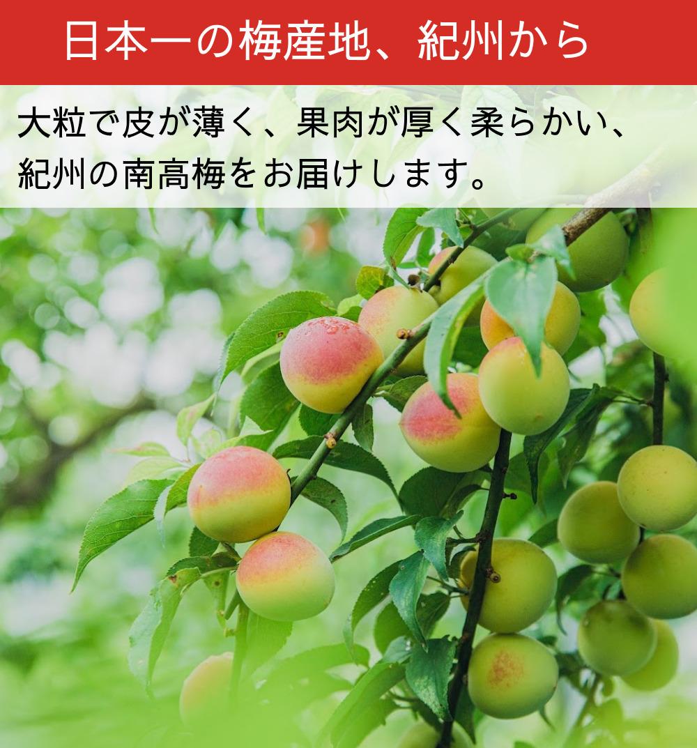 ［先行予約］樹上南高梅の青梅 約2kg 追熟用 梅ボーイズ 紀州南高梅 5月中旬～6月中旬頃に順次発送予定 A-093a