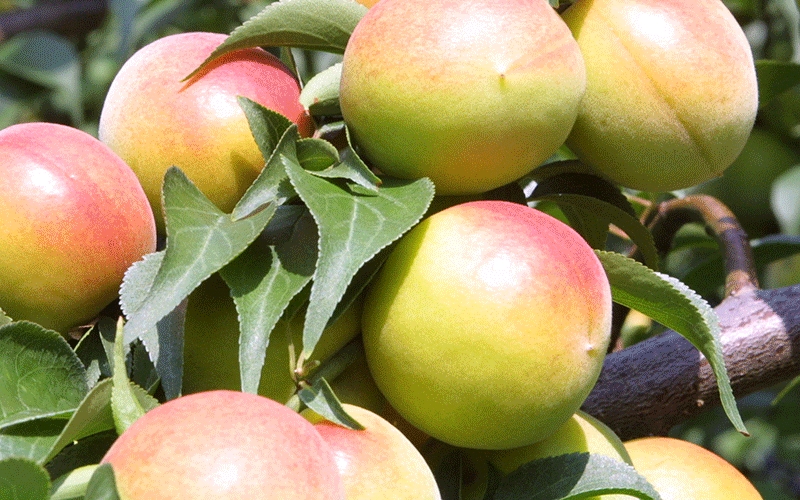 【塩分約8％】和歌山紀州南高梅 つぶれ梅 はちみつ漬け 訳あり 800g 【agrjpn002A】