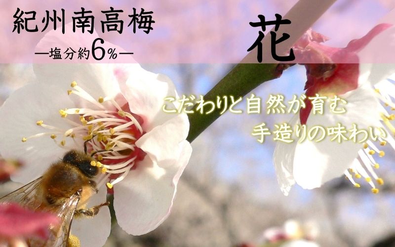 紀州南高梅 「花」 塩分約6％ 850g ［YM8m］ 【yamada001A】