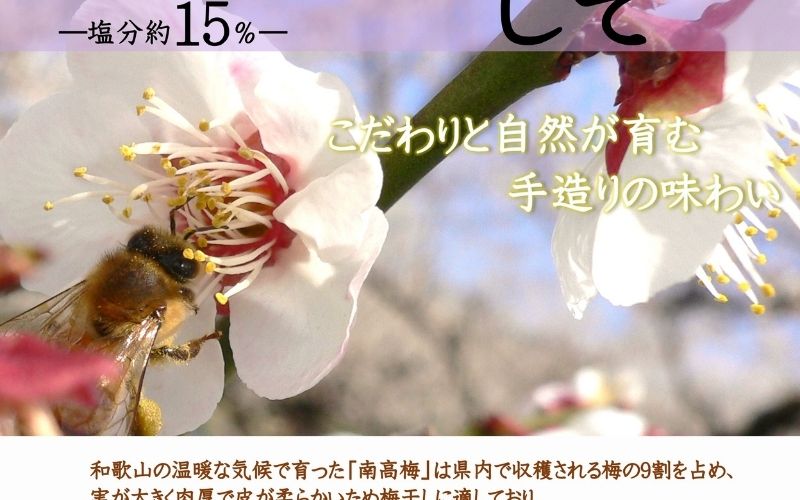 紀州南高梅 しそプレミアム塩分約6％ 500g ［YM13m］ 【yamada004A】