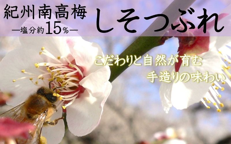 ご家庭用 大容量 紀州南高梅 しそ漬 つぶれ 塩分約15％ 700g×2 ［YM16m］ 【yamada006A】