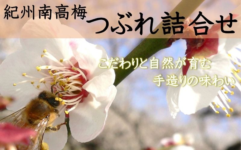 ご家庭用 大容量 紀州南高梅 つぶれ梅 うす塩としそ漬の詰合せ ［YM17m］ 【yamada007A】