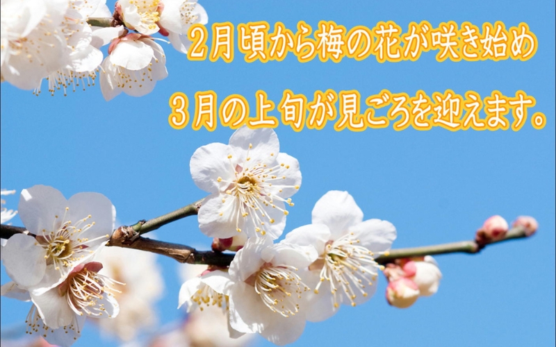 紀州南高梅　かつお梅　1.2kg　塩分10%【yplu015B】