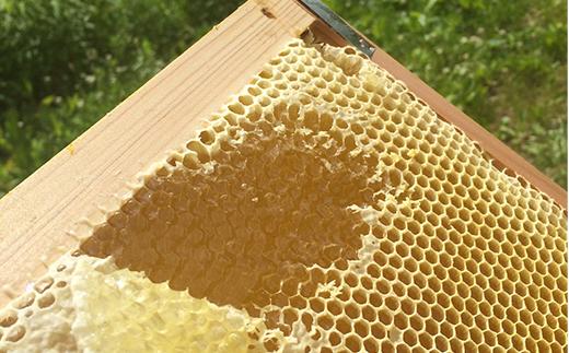 百花蜂蜜 約550g×2本 nkmryoho006A