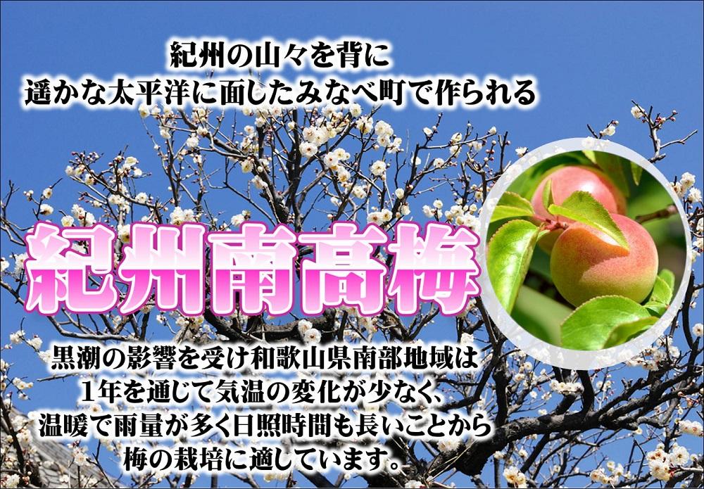 みかんこい梅　yplu005A