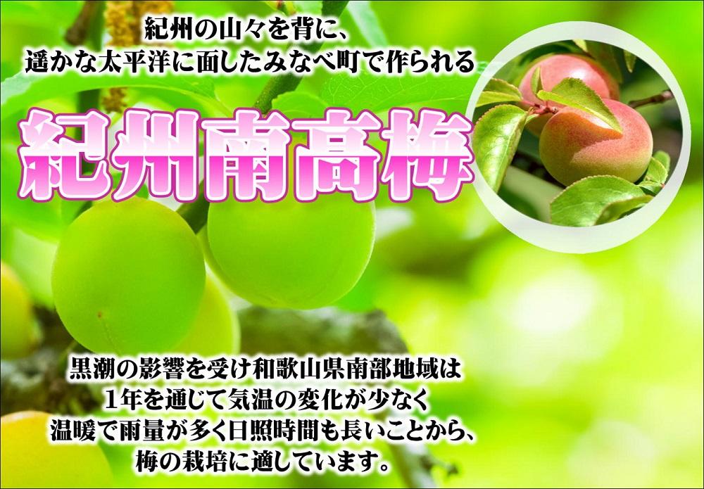 tomato-ume　とまと梅（塩分約８%）100g×５個　yplu006A