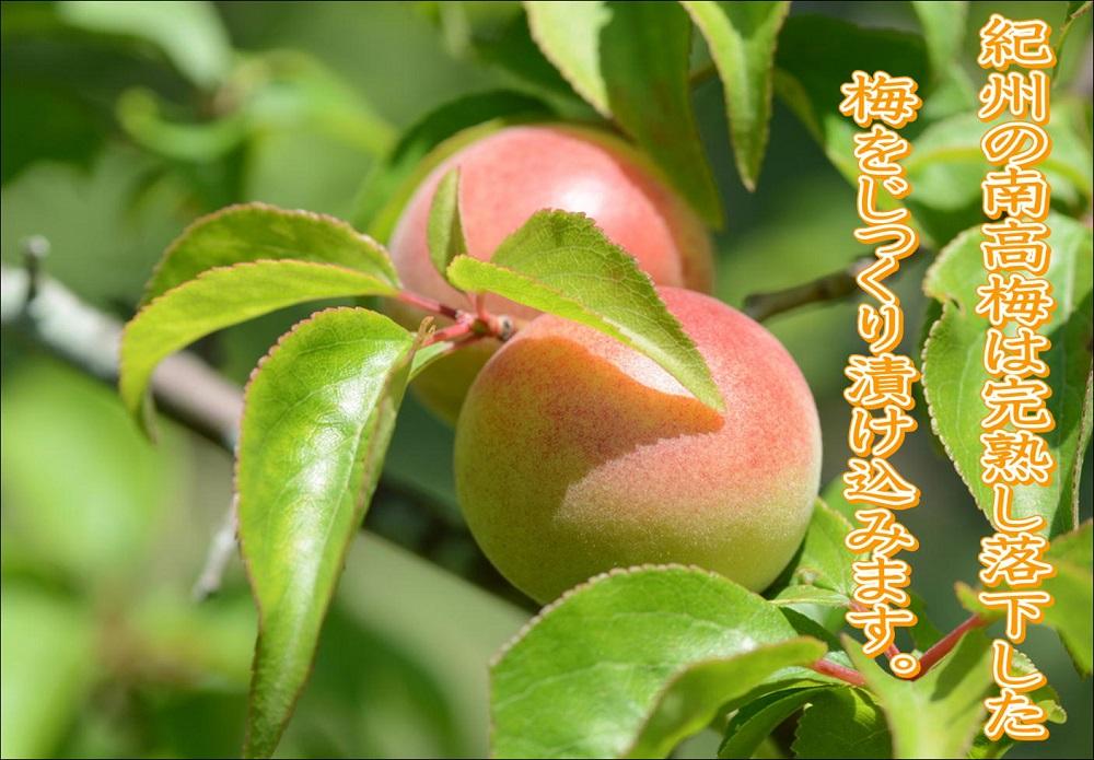 紀州南高梅　はちみつ梅　yplu013A