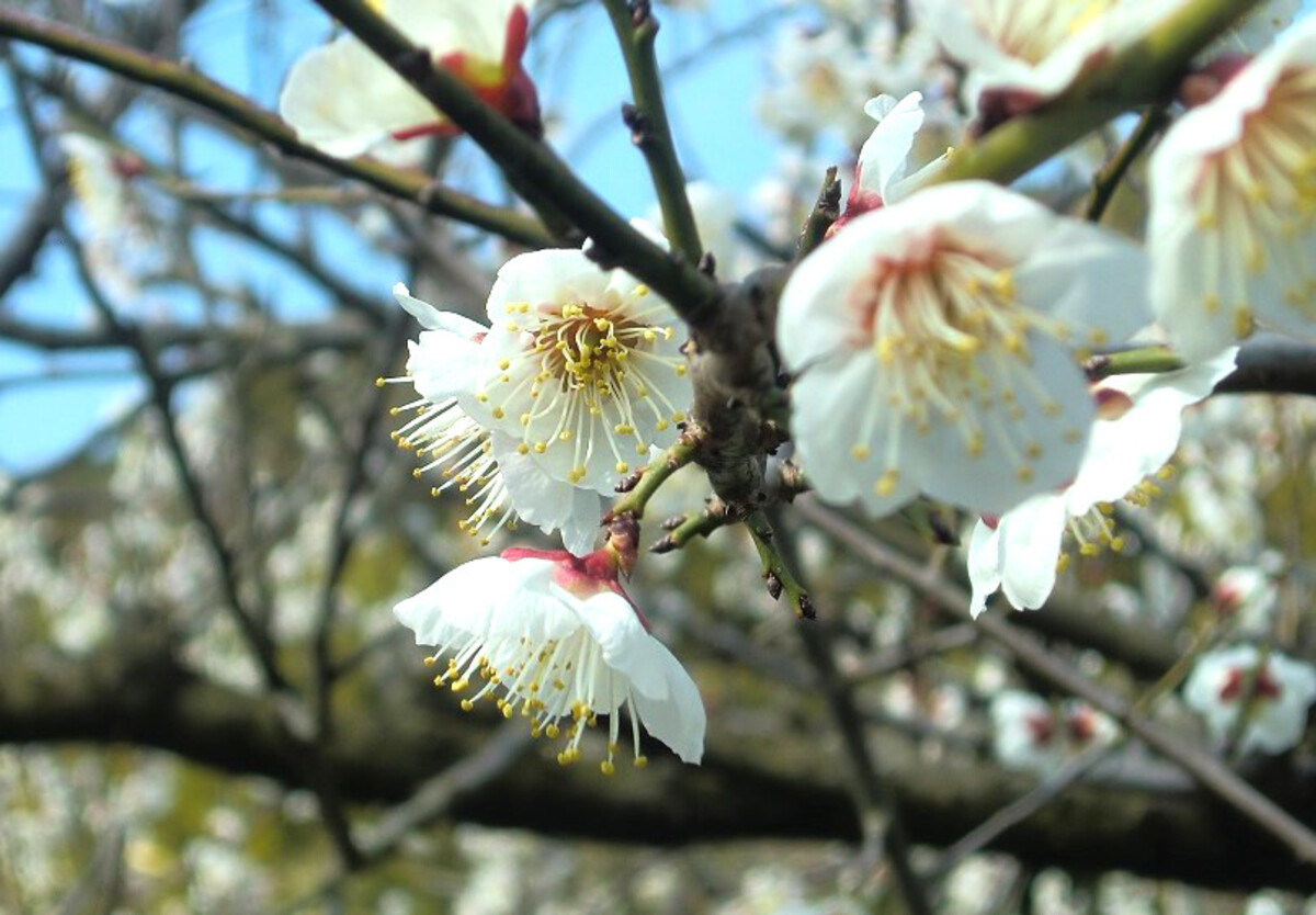 紀州みなべの南高梅 しそ漬・はちみつ梅 各400g セット yplu019A