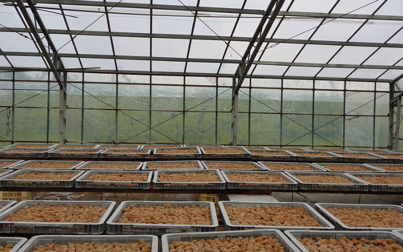 【塩分約8％】和歌山県紀州南高梅つぶれ  はちみつ漬け訳あり 500g×2 【agrjpn003A】