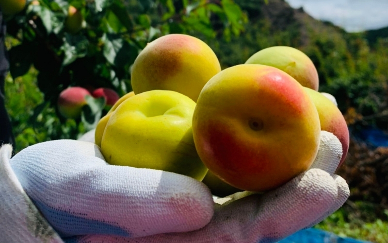 はちみつ梅 梅干し 紀州南高梅 大粒 みつ大玉 800g（塩分8％） 高級　【mryms001A】