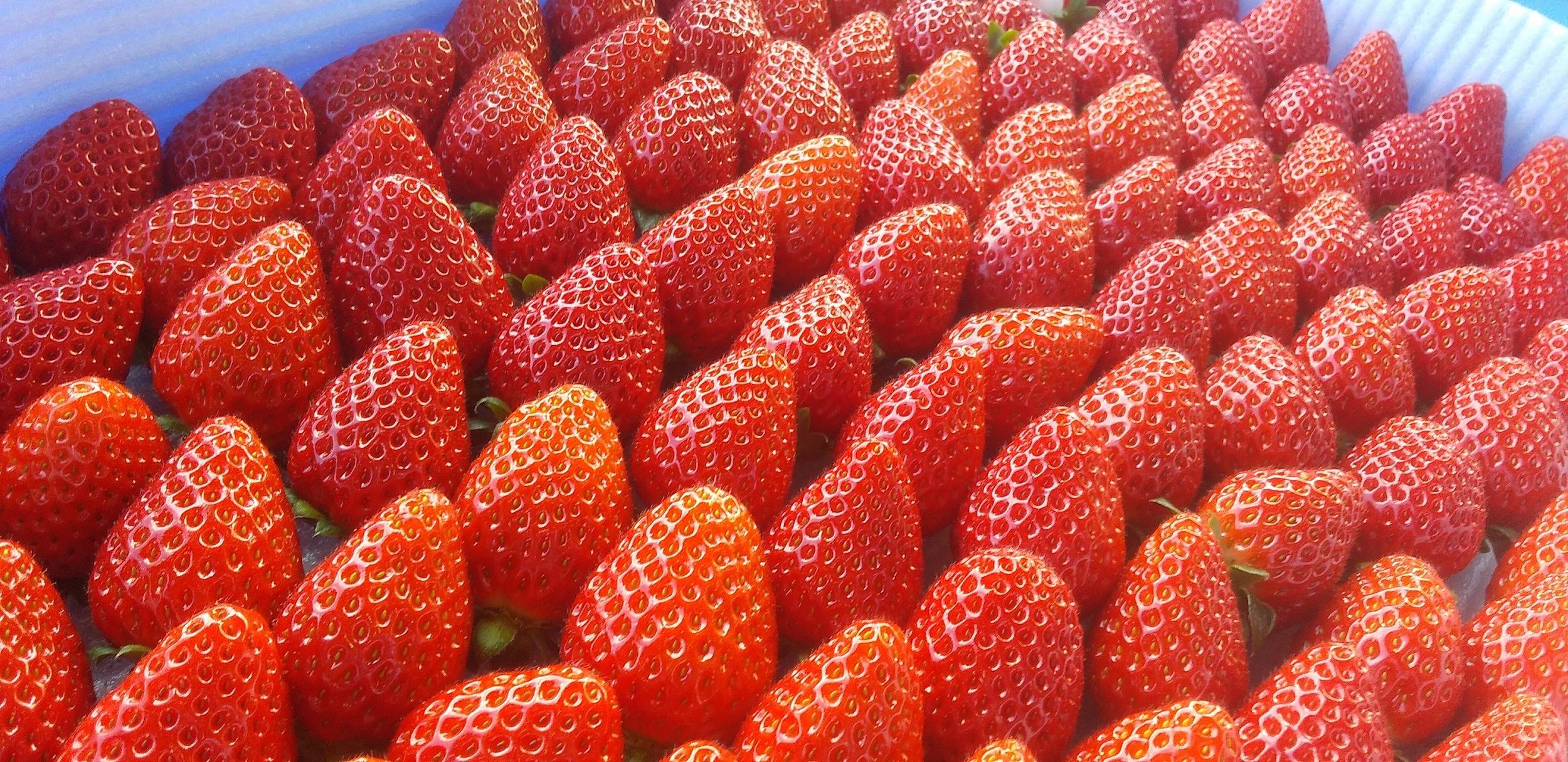 ［先行予約］いちご（まりひめ）ゆりかーご包装  ［2026年1月上旬から3月中旬にお届け］tagfam003A