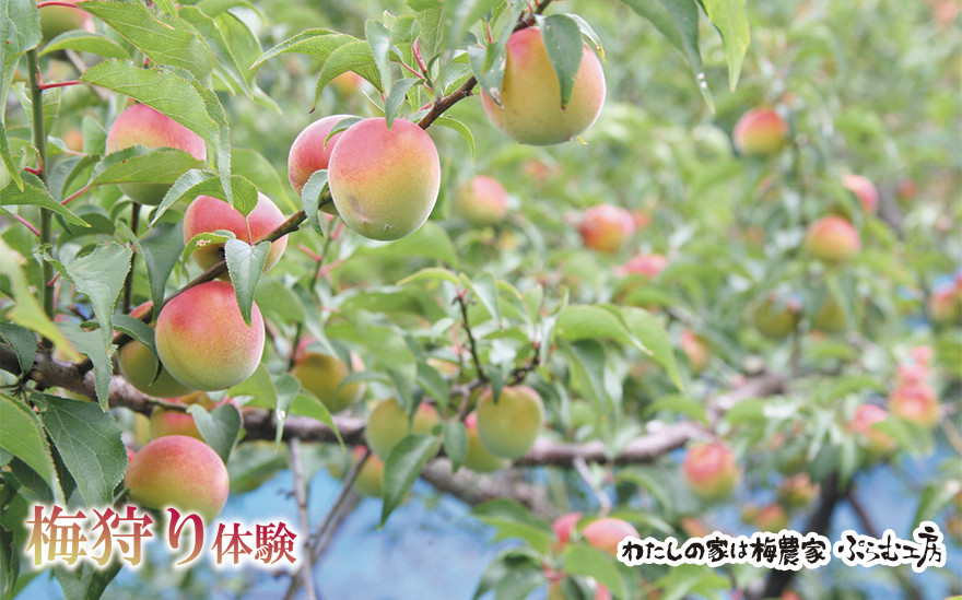 カフェドマンマ食事券2000円分＆梅狩り体験チケット ※≪6月1日～15日≫のみ体験受付可 iwasho007A