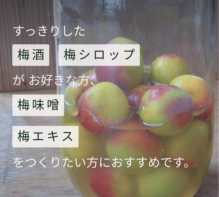 ［先行予約］樹上南高梅の青梅 約5kg 追熟用 梅ボーイズ 紀州南高梅 5月中旬～6月中旬頃に順次発送予定 B-506