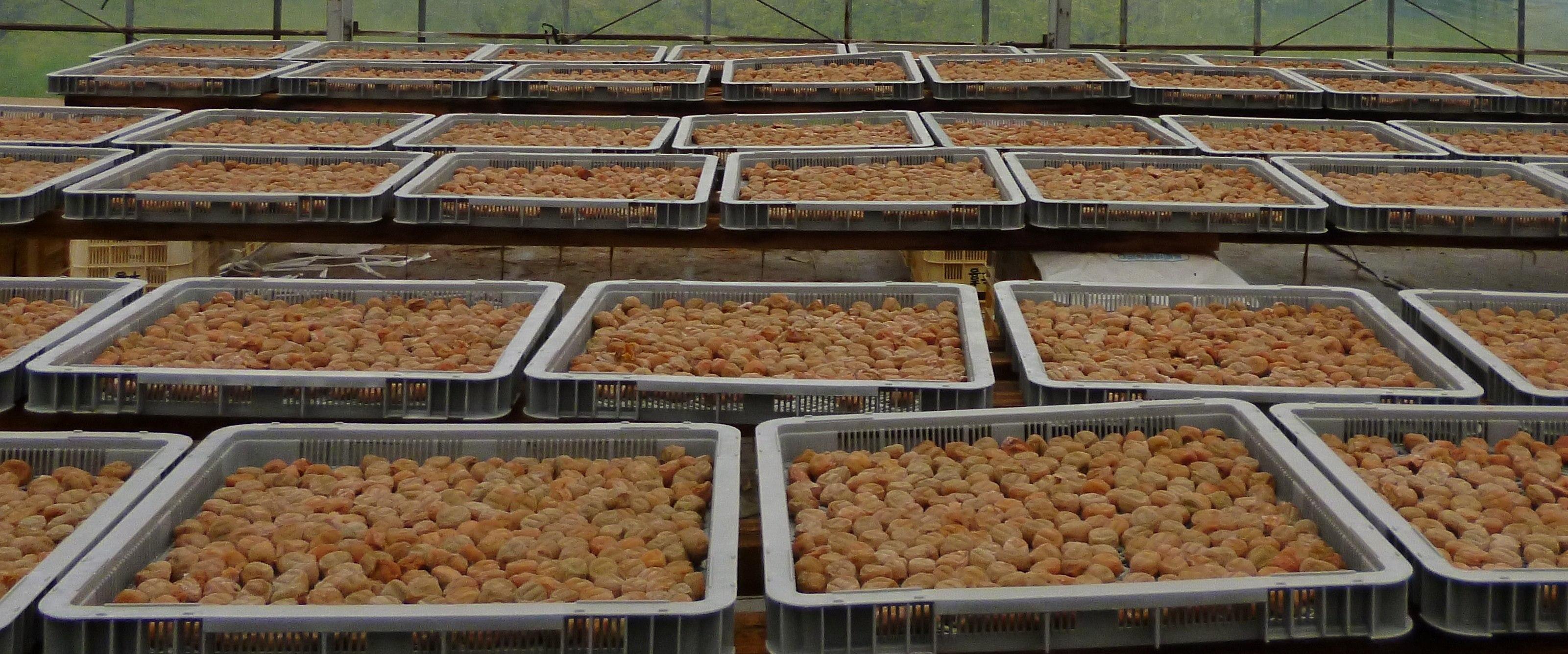 【塩分約5％】和歌山県紀州南高梅つぶれ  はちみつ漬け　訳あり 800g　agrjpn001A