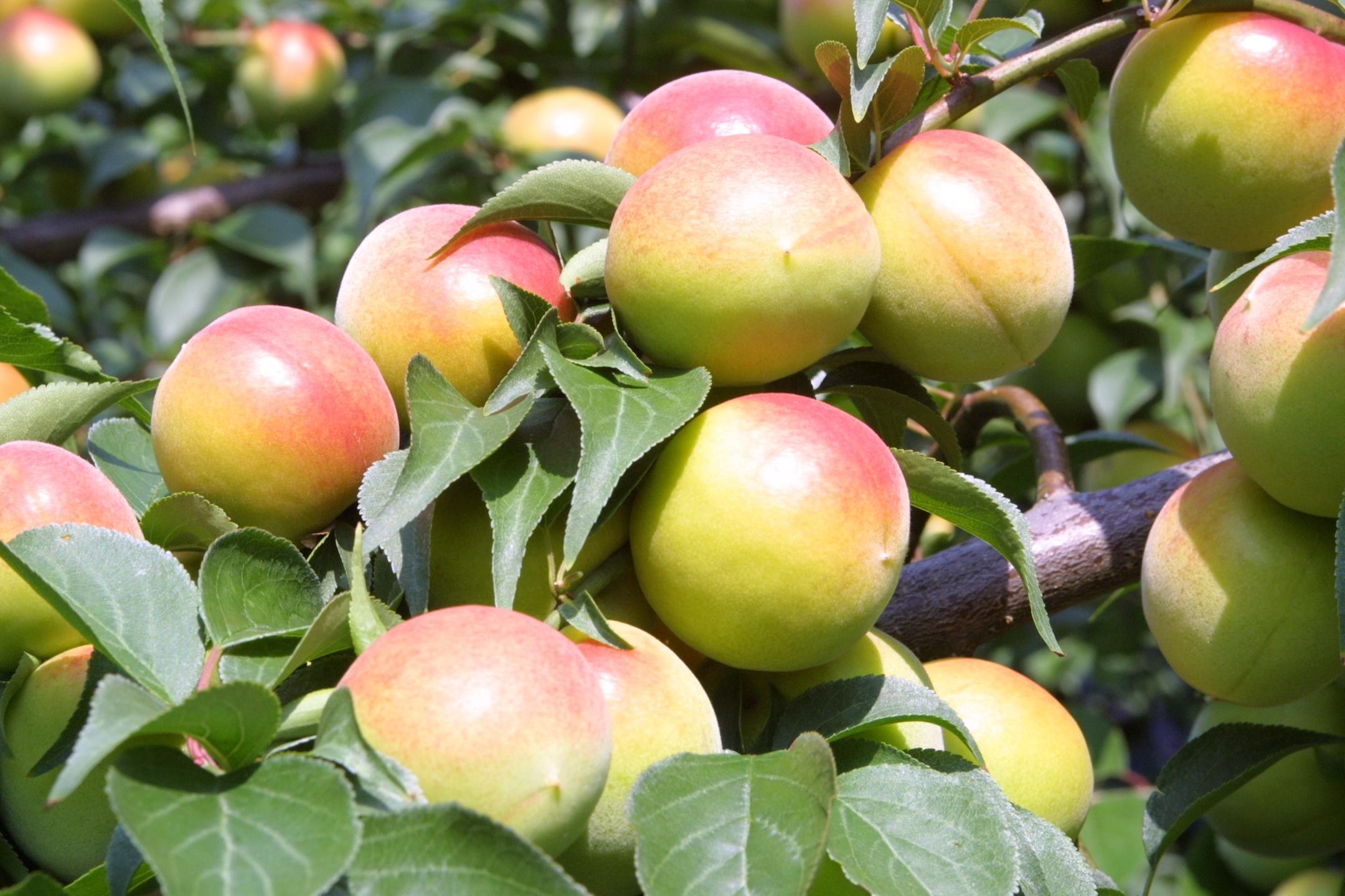 和歌山県紀州南高梅つぶれ  はちみつ漬け＆しそ漬け 訳あり 500g×2 agrjpn005A
