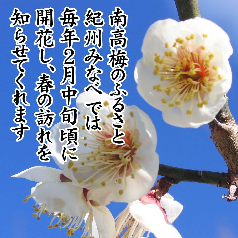 紀州産南高梅紀州アイス梅 9粒入り tnht001A