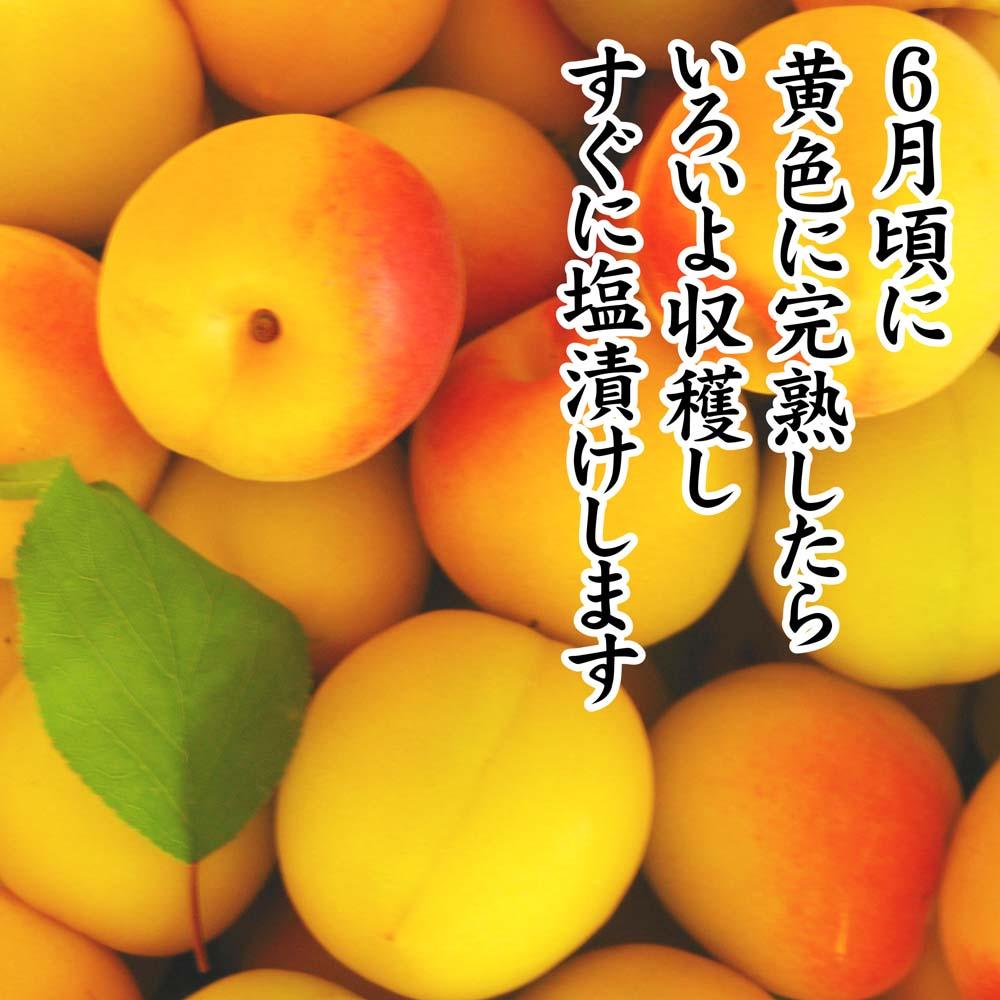 紀州産南高梅 つぶれ梅 はちみつ味 減塩1.5% 270g  3個入り tnht005A