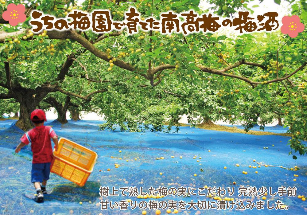 自家農園産　完熟南高梅梅酒　２種　yokosho004A