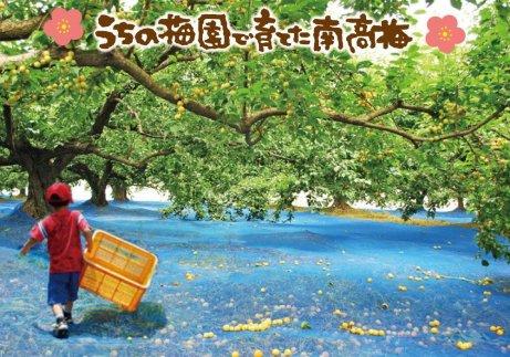 自家梅園産　完熟南高梅詰合せ「毎日梅ようび」　yokosho007A