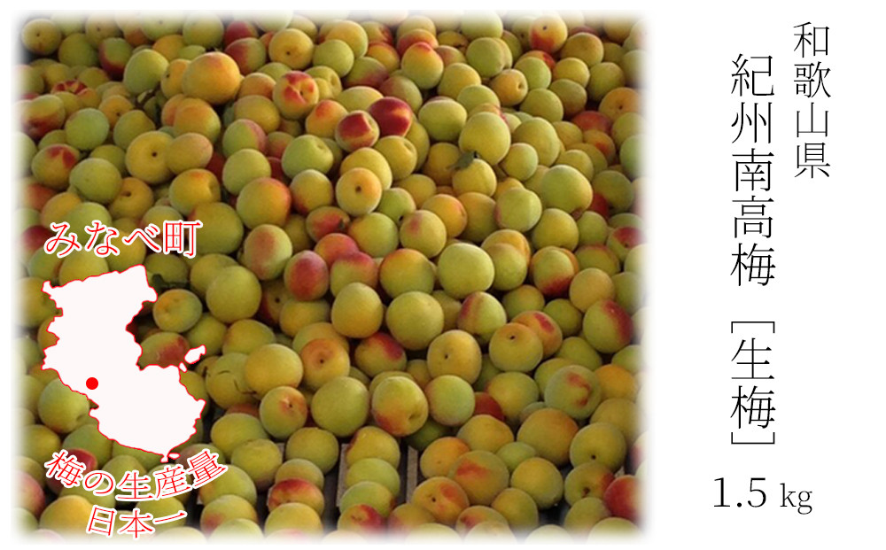 ［先行予約］紀州産 完熟南高梅 生梅 1.5kg［2026年発送分］hjumys024